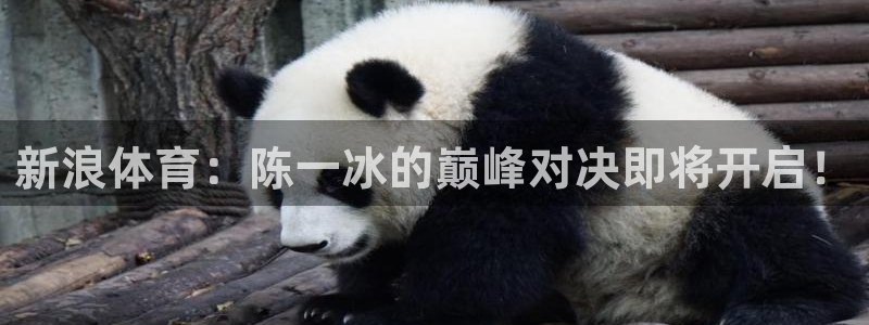 新浪体育：陈一冰的巅峰对决即将开启！
